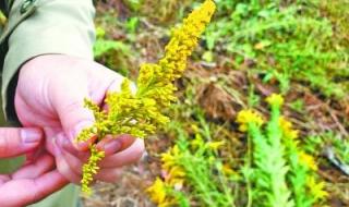 一枝黄花的危害 一枝黄花的危害