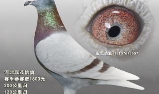 灰鸽子远程控制教程 灰鸽子远程控制教程