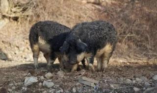 猪是哪个国家的国宝