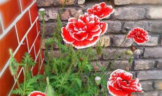 徐州钓鱼网 徐州钓鱼网