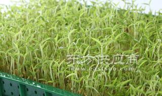 芽苗菜图片 芽苗菜图片