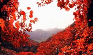 香山红叶图片 香山红叶图片