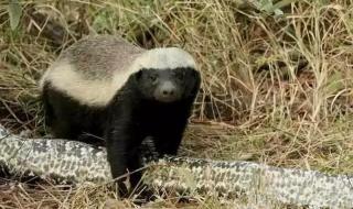 平头哥的动物是 平头哥的动物是