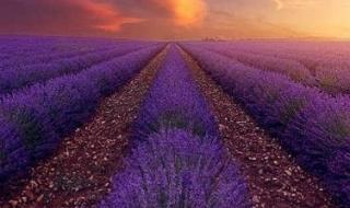 普罗旺斯薰衣草图片 普罗旺斯薰衣草图片